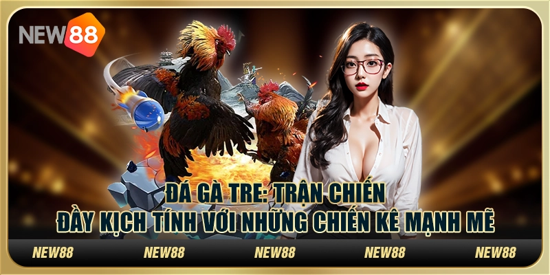 Đá gà tre - Trận chiến đầy kịch tính với những chiến kê mạnh mẽ