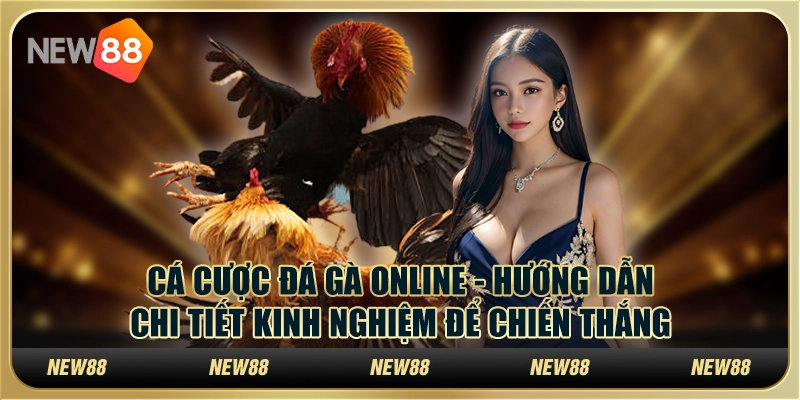Cá cược đá gà online - Hướng dẫn chi tiết kinh nghiệm để chiến thắng