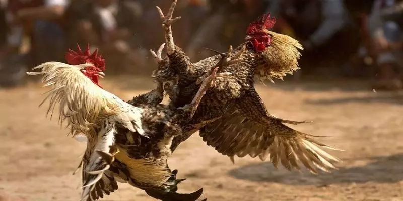 Các loại hình cá cược đá gà online phổ biến hiện nay