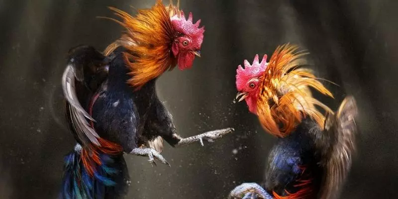 Kinh nghiệm cá cược đá gà online dành cho cược thủ hiệu quả