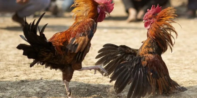 Cách đọc kèo đá gà chuẩn xác trong từng trận đấu