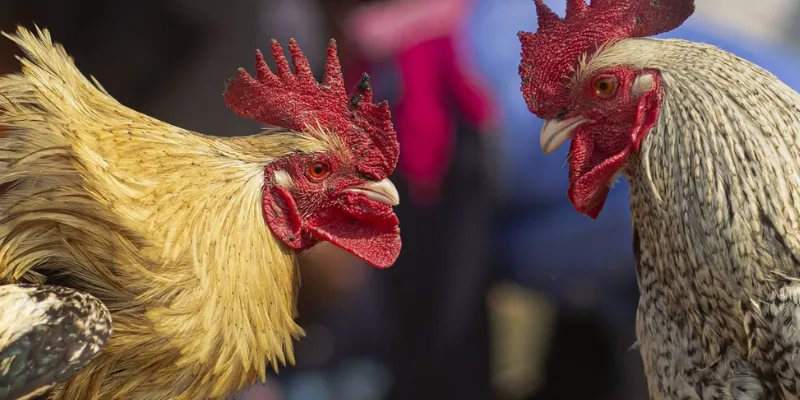 Chiến thuật đặt cược hiệu quả dựa trên phân tích kèo đá gà