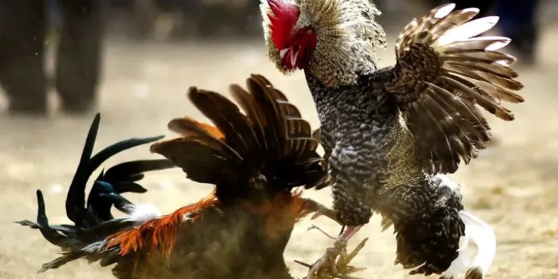 Lý do đá gà Philippines thu hút người chơi