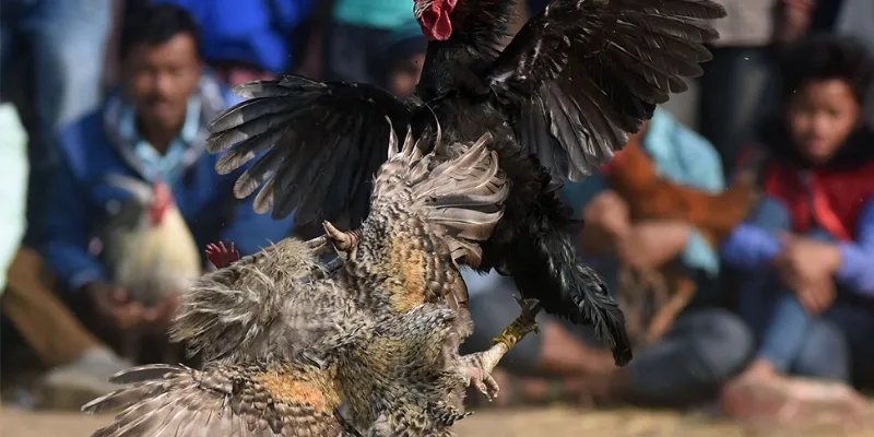 Tìm hiểu kỹ lưỡng về luật lệ đá gà Philippines