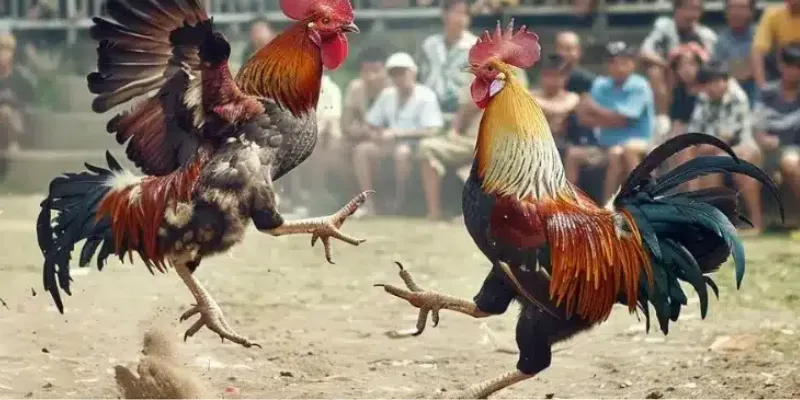 Đá gà cựa sắt Thomo được hiểu như thế nào?