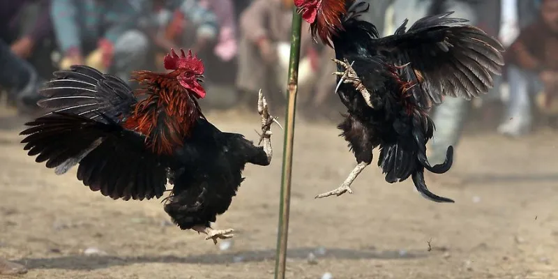 Mẹo hay để thắng lớn khi cá cược đá gà Thomo