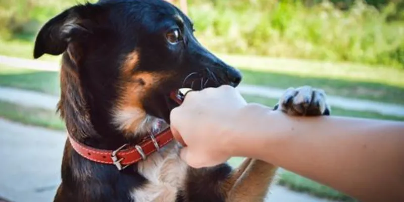 Nằm mơ thấy chó tấn công dữ dội