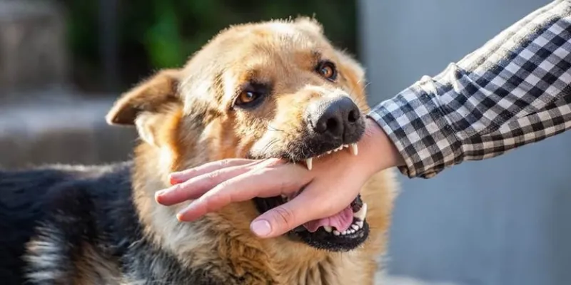 Nằm mơ thấy chó cắn vào mặt