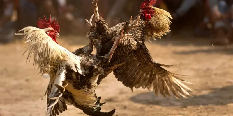 Cách đọc tình huống giúp đá gà hiệu quả