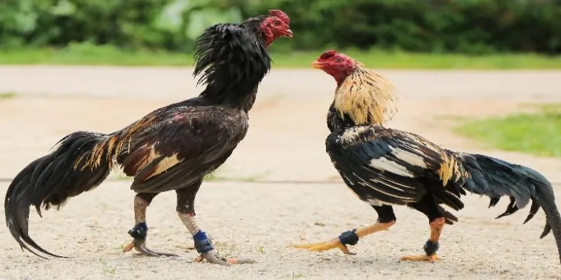 Danh sách các chiến kê tham gia đá gà trực tiếp C1