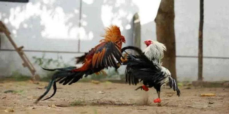 Mẹo hay để kiếm tiền khi cá cược đá gà trực tiếp C1