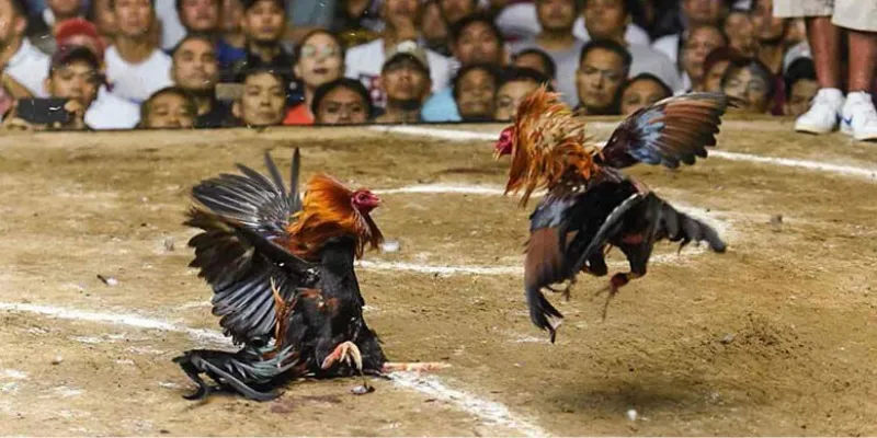 Các thông tin quan trọng về đá gà trực tiếp casino