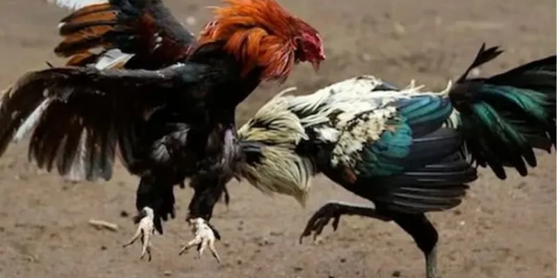 Tiết lộ những mẹo chơi đá gà trực tiếp hiệu quả