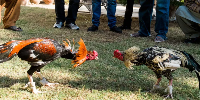 Trực tiếp đá gà CPC3 có gì thú vị?