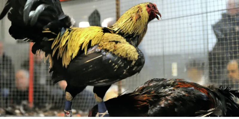 Các loại cược được ưa chuộng trong đá gà CPC3