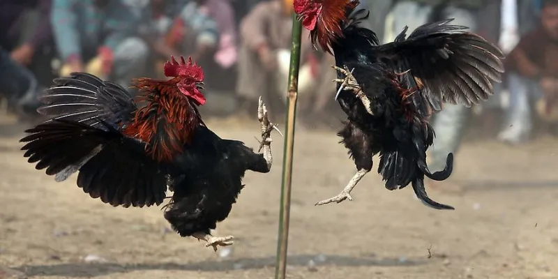 Cách cá cược đá gà Thomo trực tiếp tại New88