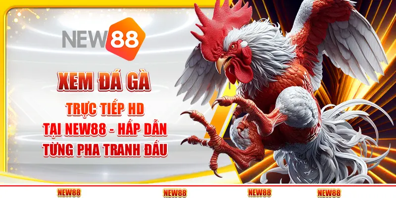 Xem đá gà trực tiếp HD tại New88 - Hấp dẫn từng pha tranh đấu