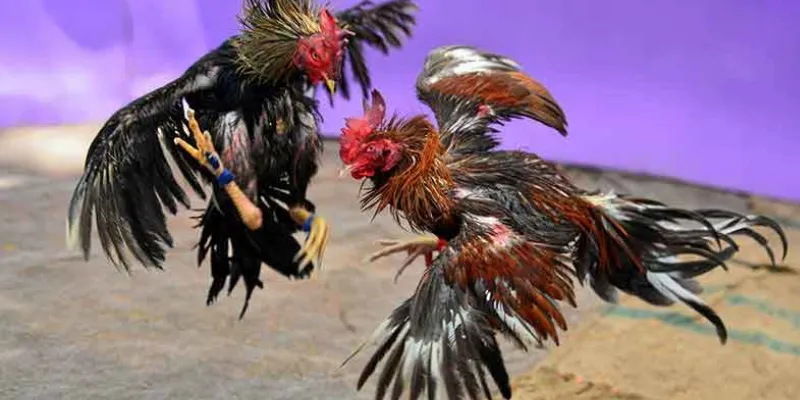 Cách tham gia đặt cược trong các trận đấu đá gà 888