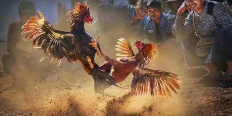 Cách nhận biết gà chiến mạnh nhất khi chơi đá gà 888