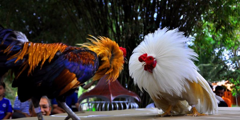 Năm bắt thông tin trận đấu để cược tốt