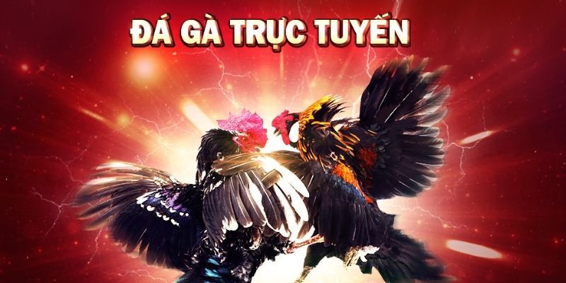 Nội dung cơ bản về đá gà casino