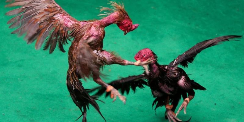 Đôi nét về loại hình đá gà lâu đời