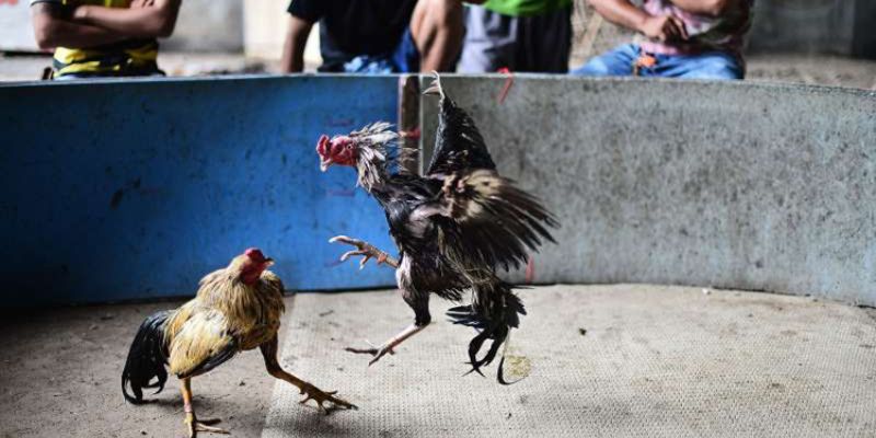 Tính kích thích của đá gà thu hút người xem