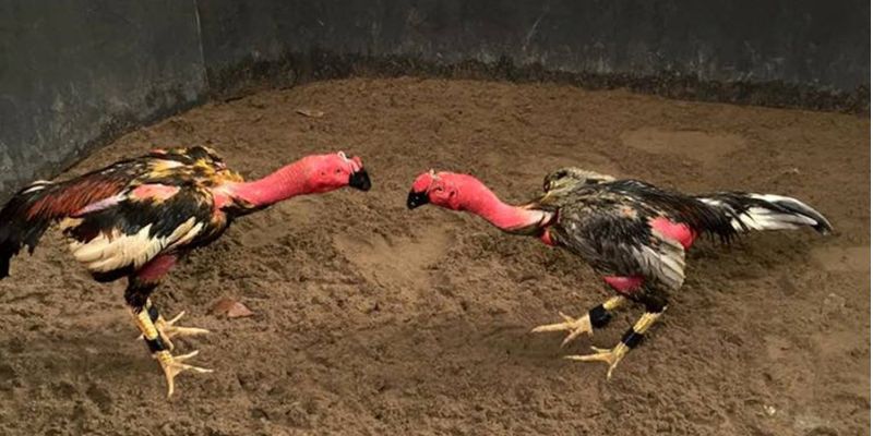 Đôi nét về loại hình đấu gà