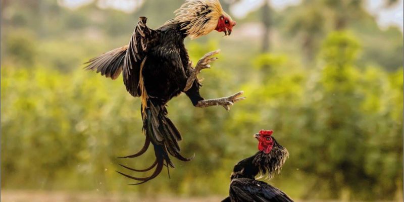 Tham gia nền tảng lý tưởng cho đấu gà