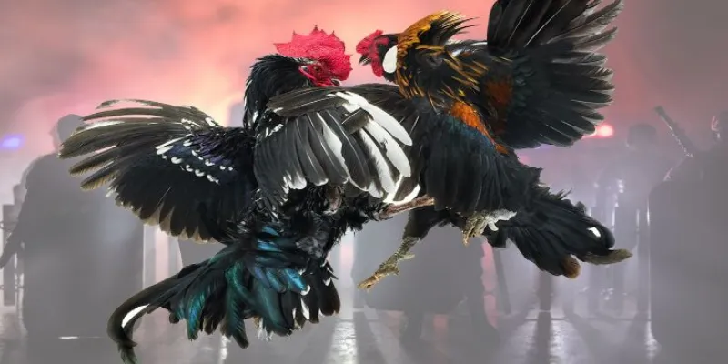 Nắm rõ luật chơi và cách cá cược đá gà từ cơ bản đến nâng cao