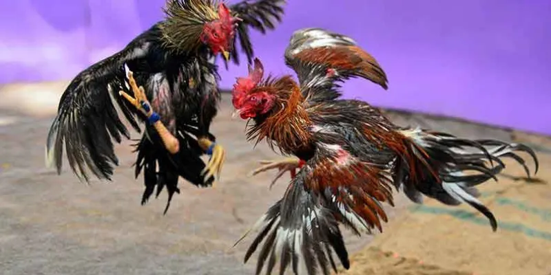 Những loại hình cá cược đá gà phổ biến mà bạn cần tìm hiểu