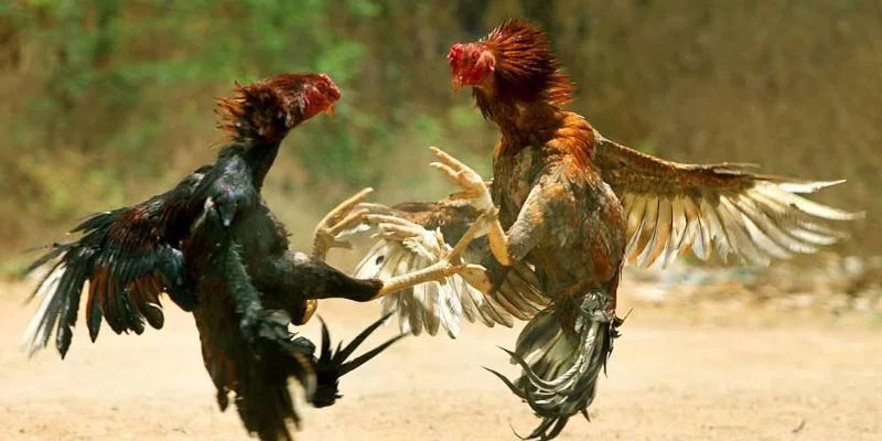 Khái quát một vài kiến thức quan trọng về đá gà online