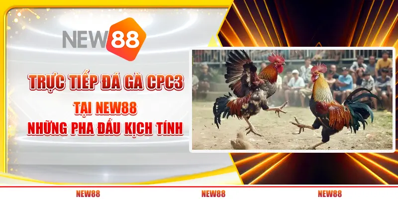 Trực tiếp đá gà CPC3 tại New88: Những pha đấu kịch tính