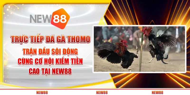 Trực tiếp đá gà thomo - Trận đấu sôi động cùng cơ hội kiếm tiền cao tại New88