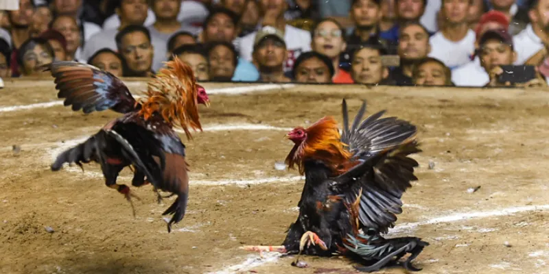 Các ưu điểm đặc biệt khi xem đá gà HD 