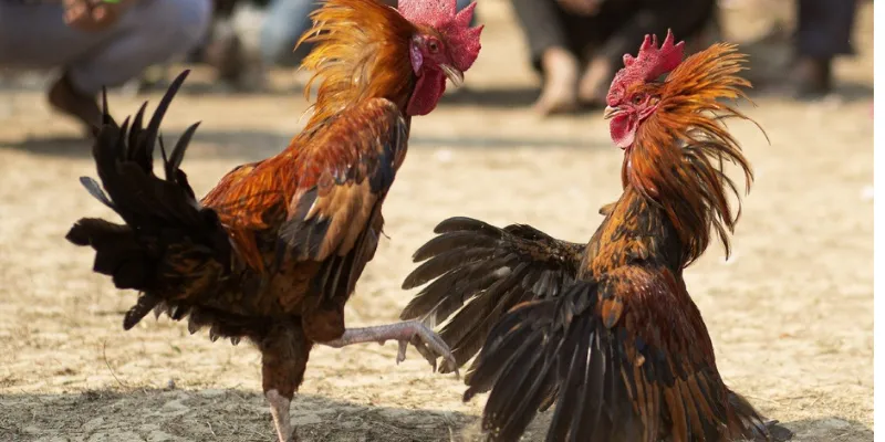 Hướng dẫn đầy đủ cách theo dõi đá gà trực tiếp HD tại New88