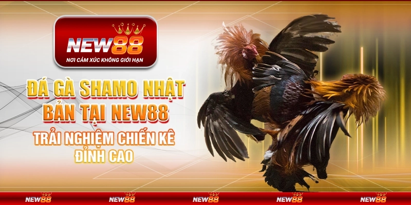 Đá Gà Shamo Nhật Bản tại New88 - Trải nghiệm chiến kê đỉnh cao