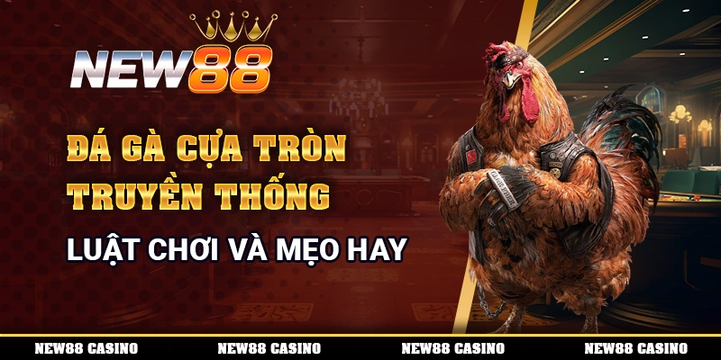 Đá gà cựa tròn truyền thống