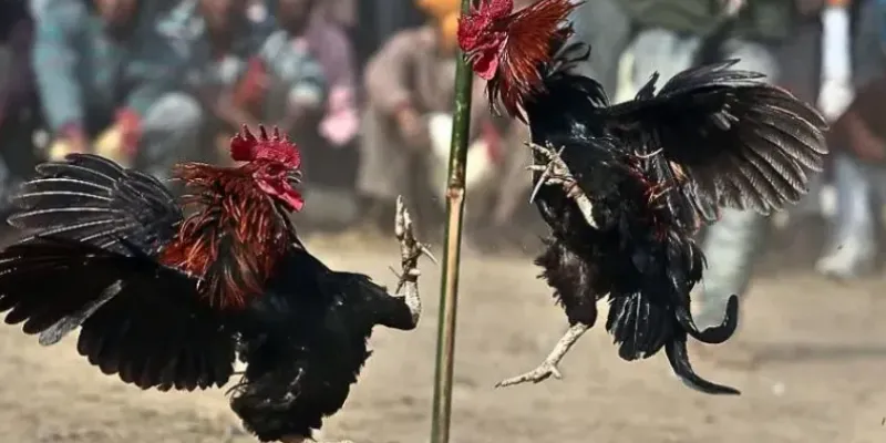 Thông tin chi tiết về trận đấu Đá gà Asil