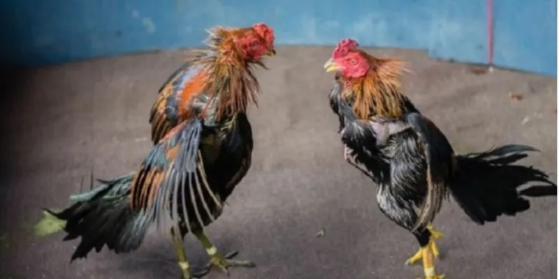 Đánh giá ưu nhược điểm của gà Asil trong các trận đấu tại New88