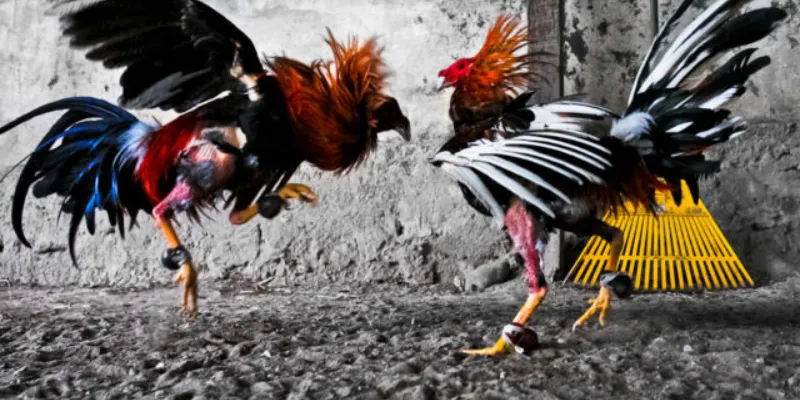 Tiêu chuẩn để chọn gà Asil có sức mạnh vượt trội