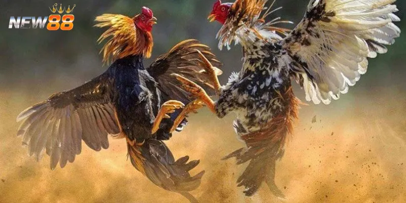 Cách nhận biết gà Shamo phù hợp để tham gia đá gà