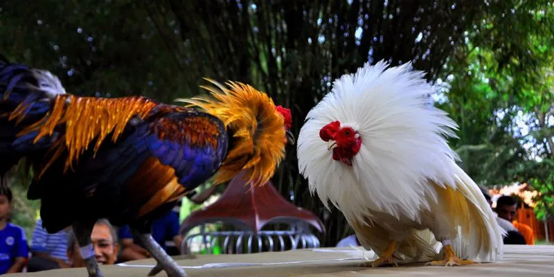 Đá gà cựa tròn truyền thống: Nguồn gốc và lịch sử