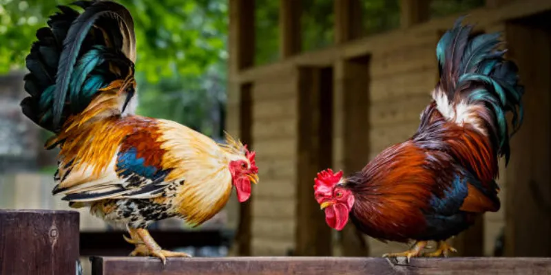 Luật lệ và quy tắc trong đá gà cựa tròn truyền thống